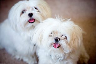 Tout savoir sur les bichons maltais Tout savoir sur les bichons maltais