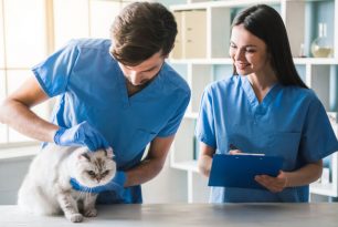 Comment devenir assistant vétérinaire ? Comment devenir assistant vétérinaire ?