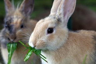 Comment maîtriser l’alimentation du lapin ? Comment maîtriser l’alimentation du lapin ?