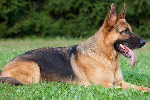 Où adopter un chien de race Berger allemand ? Où adopter un chien de race Berger allemand ?